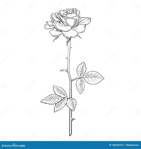 Rose Flower Fully Open With Leaves And Long Stem Realistic Hand Drawn