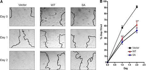 Elevated Expression Of Serine Protease Htra In Preeclampsia And Its