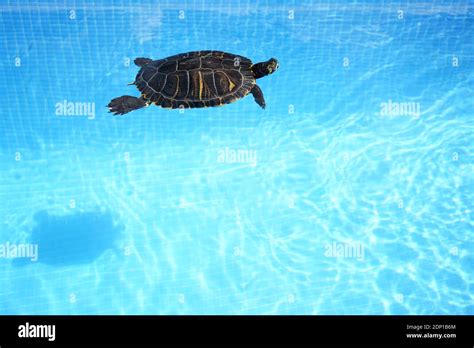 Water turtle swimming on a blue swimming pool Stock Photo - Alamy