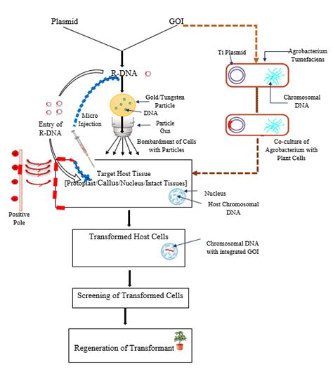 Overall Process Of Plant Biotransformation By Various Methods Each