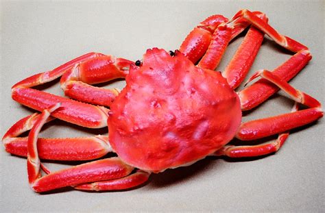 Over 10 Billion Snow Crabs Have Starved To Death Vanished From Bering