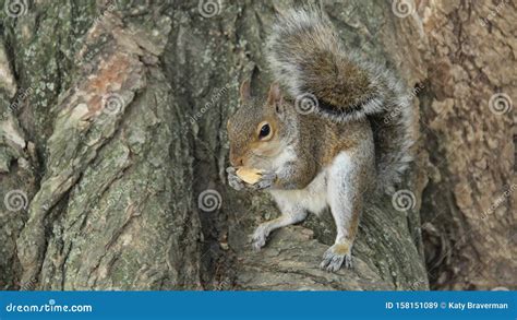 Squirrel Eating Cookie Stock Image Image Of Cookie 158151089