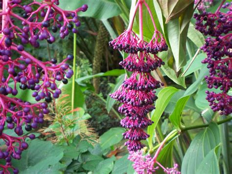 Chandelier Tree Hanging Purple Flower Hawaii Pictures