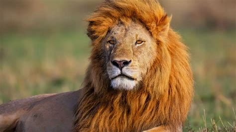 Animais Com Significado Forte - 10 animais espirituais com significados poderosos! Qual deles mais ...