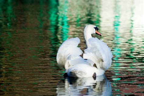 Free Images Nature Wing White Lake Animal Flying Fly Wildlife