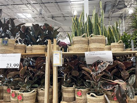 Costco 10" Live Plants in Baskets Just $23.99 (Monstera, Ficus, & More)