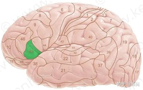 Brodmann area布鲁德曼大脑分区 知乎