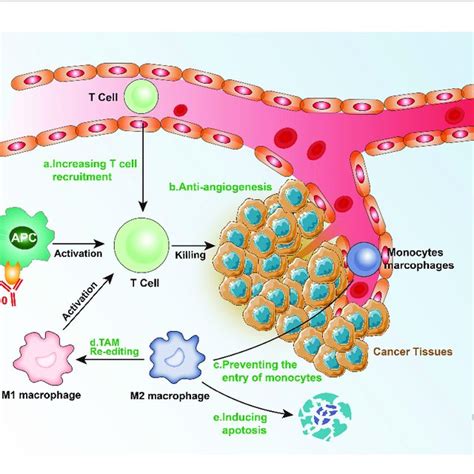 Illustrations Of Hot Tumors Cold Tumors And Intermediate Tumors