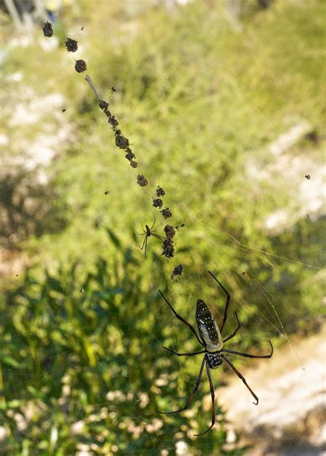 Premium Photo Large Red Legged Golden Orb Weaver Spider Female Nephila Inaurata