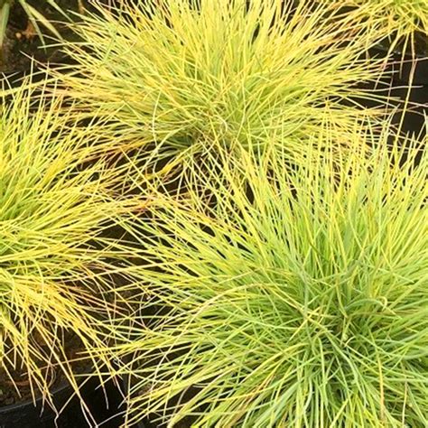 Festuca 'Golden Toupee'| SLOVENSKETRVALKY.SK | trvalková škôlka ...