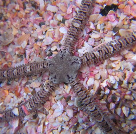 Photographing Brittle Stars Getting Good Photos For Identification