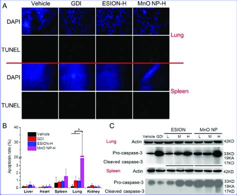 Apoptosis results of mouse tissues after 24-h intravenous exposure to ... 