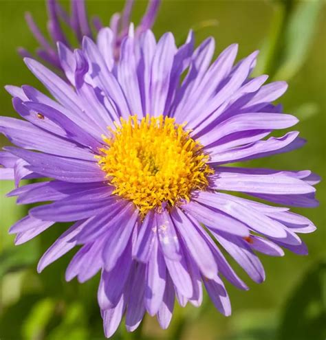 Aster Alpinus Dunkle Sch Ne Alpen Aster Gartenbaumschule Becker