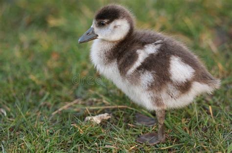 A Cute Baby Egyptian Goose Alopochen Aegyptiaca Searching for Food in a Grassy Field. Stock ...