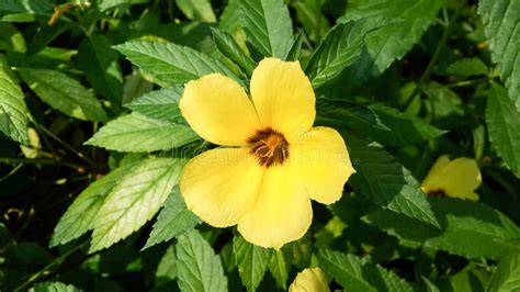 This Morning Turnera Subulata Or White Buttercup Flower Plant Are