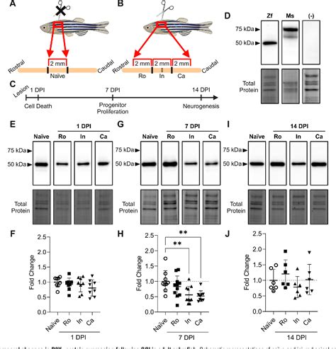 Figure 4 From P2X7 Regulates Ependymo Radial Glial Cell Proliferation