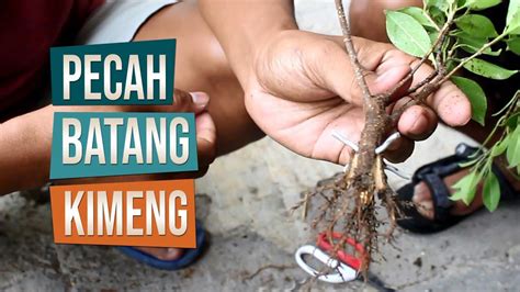 Blog Bonsai Cara Membesarkan Batang Anting Putri