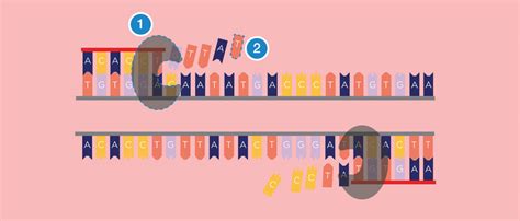 Biotechnology 101 Guide Introduction To Pcr Bento Lab