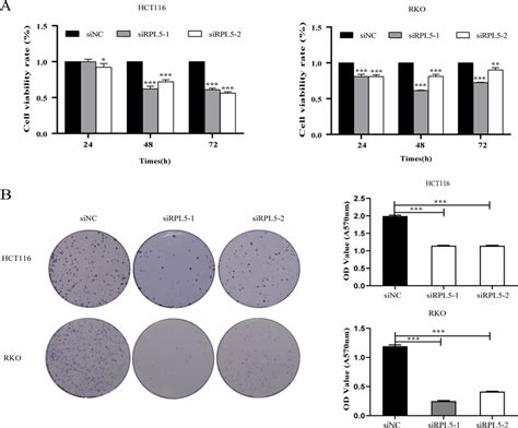 The Knockdown Of RPL5 Expression Levels Inhibits The Proliferation