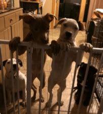 week shut  pibbles  animal rescue