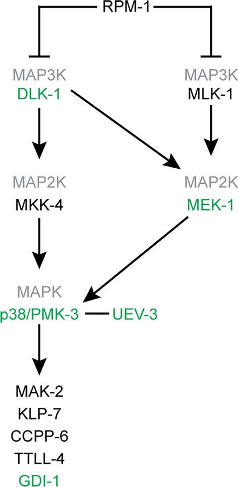 Model Of The Dlk And Mlk Map Kinase Pathways Loss Of Function Of