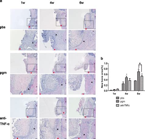 Histological Analysis Of Bone Defects At 1 4 And 6 Weeks A HE