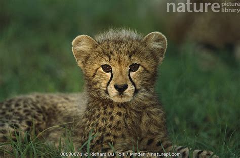 Stock Photo Of Cheetah Acinonyx Jubatus Three Month Old Cub Phinda