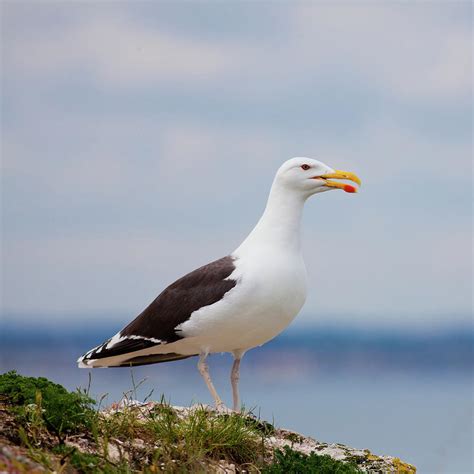 Larus Marinus Photograph by Gabriela Insuratelu