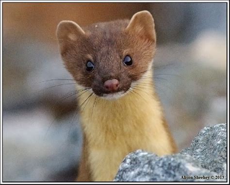 Mustelids (Family Mustelidae) · iNaturalist.ca