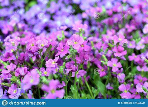 Pink Violet Flowers Background Stock Photo - Image of blooming, flower ...