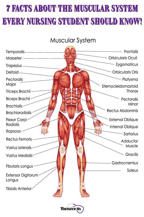 Muscular system anatomy – Artofit