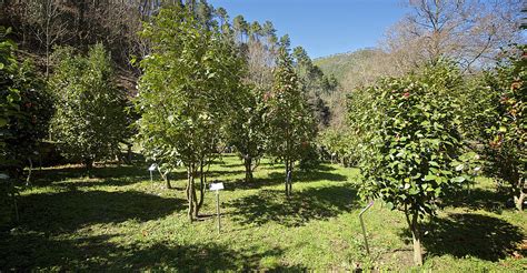 Turismo Comune Di Capannori Borgo Delle Camelie