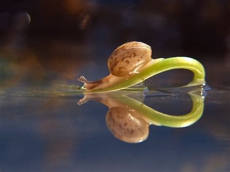 Astounding Macro Photography of Snails by Vyacheslav Mishchenko ...