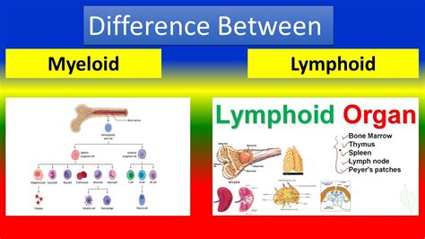 Difference Between Myeloid And Lymphoid Youtube