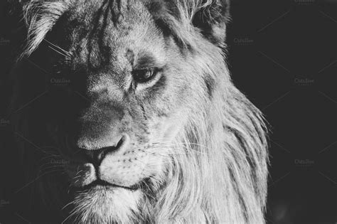 Lion collection featuring lion portrait, black and white photography, and | Lions photos, Lion ...