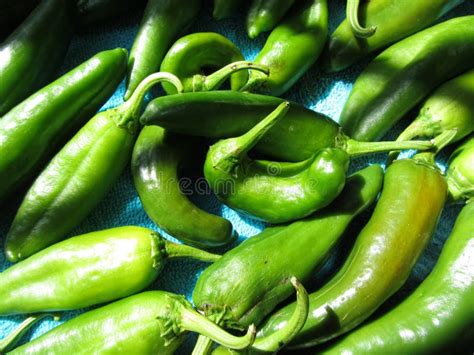 Home Grown Green Jalapeno Peppers Capsicum Annuum Stock Image Image