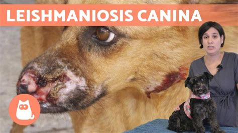 LEISHMANIA en perros Síntomas tratamiento y prevención YouTube