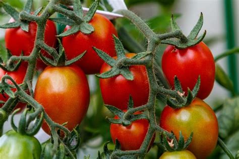 La técnica infalible para quitar chupones de los tomates y potenciar su