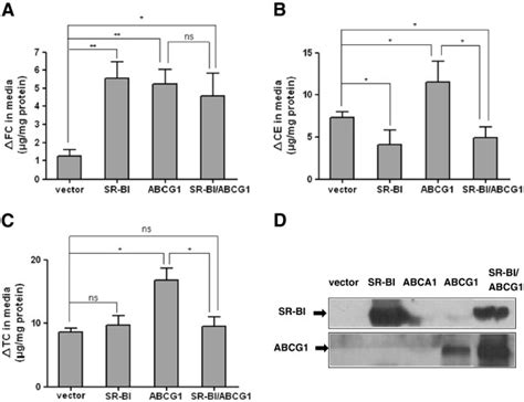 SR BI Inhibits ABCG1 Mediated Cellular Cholesterol Efflux CHO Cells