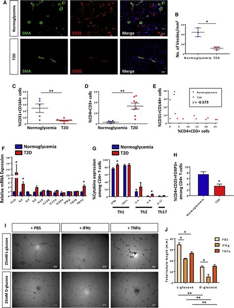 Cd Th Subset Impairs Vascular Growth And Function In T D A And B