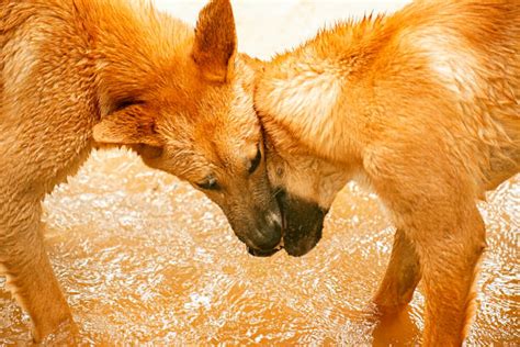 90+ Dingoes Australia Stock Photos, Pictures & Royalty-Free Images - iStock