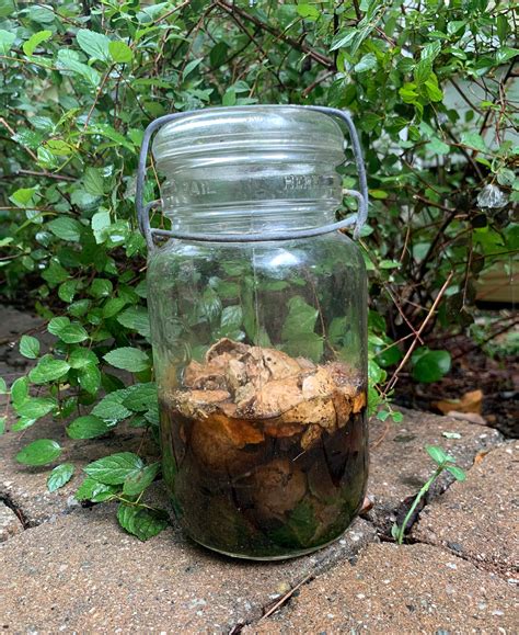 Oak Apple Galls/oak Galls/natural Oak Galls/oak Gall Dye and Ink Making