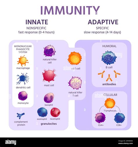 Sistema inmune innato y adaptativo Infografía de inmunología con tipos