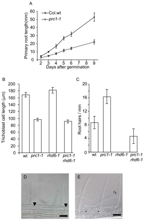 Primary Root Growth And Hair Development Is Affected In The Prc1 1