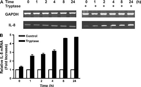 Figure From Beta Tryptase Regulates Il Expression In Airway Smooth