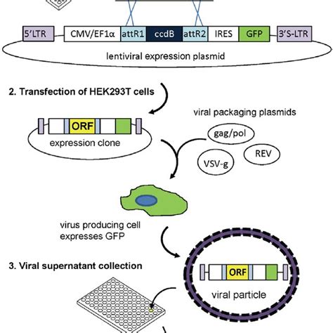 Lentiviral Expression Library Generation Step 1 Shows The Structures