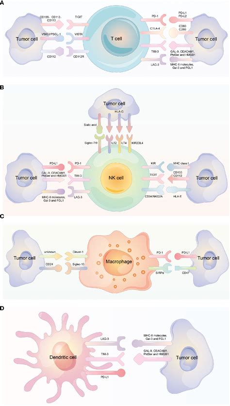 Frontiers Diversity Of Immune Checkpoints In Cancer Immunotherapy