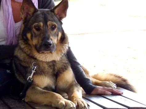 Alaskan Shepherd | Information, Temperament, Puppies, Pictures