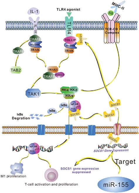 Figure 3 From Role Of Mir 155 In Immune Regulation And Its Relevance In