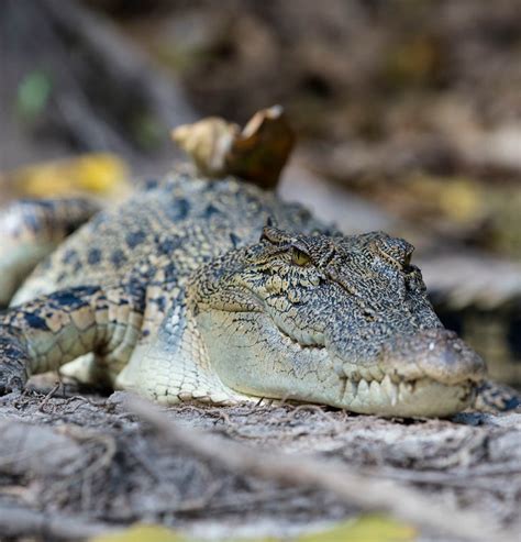 Crocodiles in Darwin, cruises & parks | Northern Territory, Australia